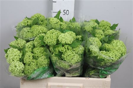 Viburnum Roseum St