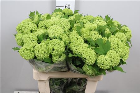 Viburnum Roseum St