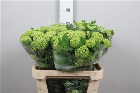 Viburnum Roseum St