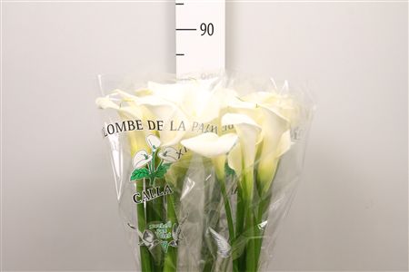 Zant Ae Colombe Paix