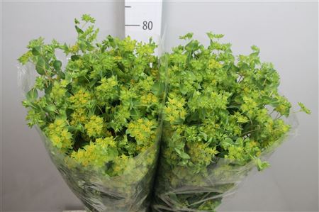 Bupleurum Rotundifol