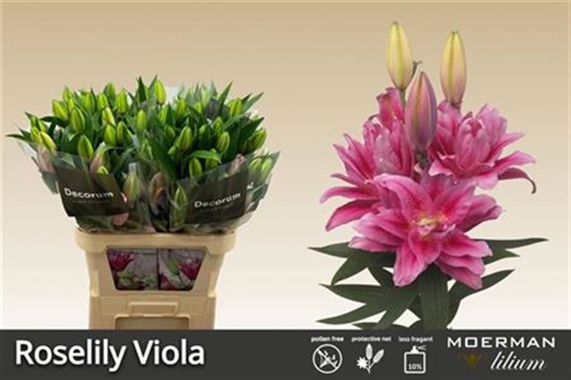Lilium Or Double Viola 100cm 5/7bl