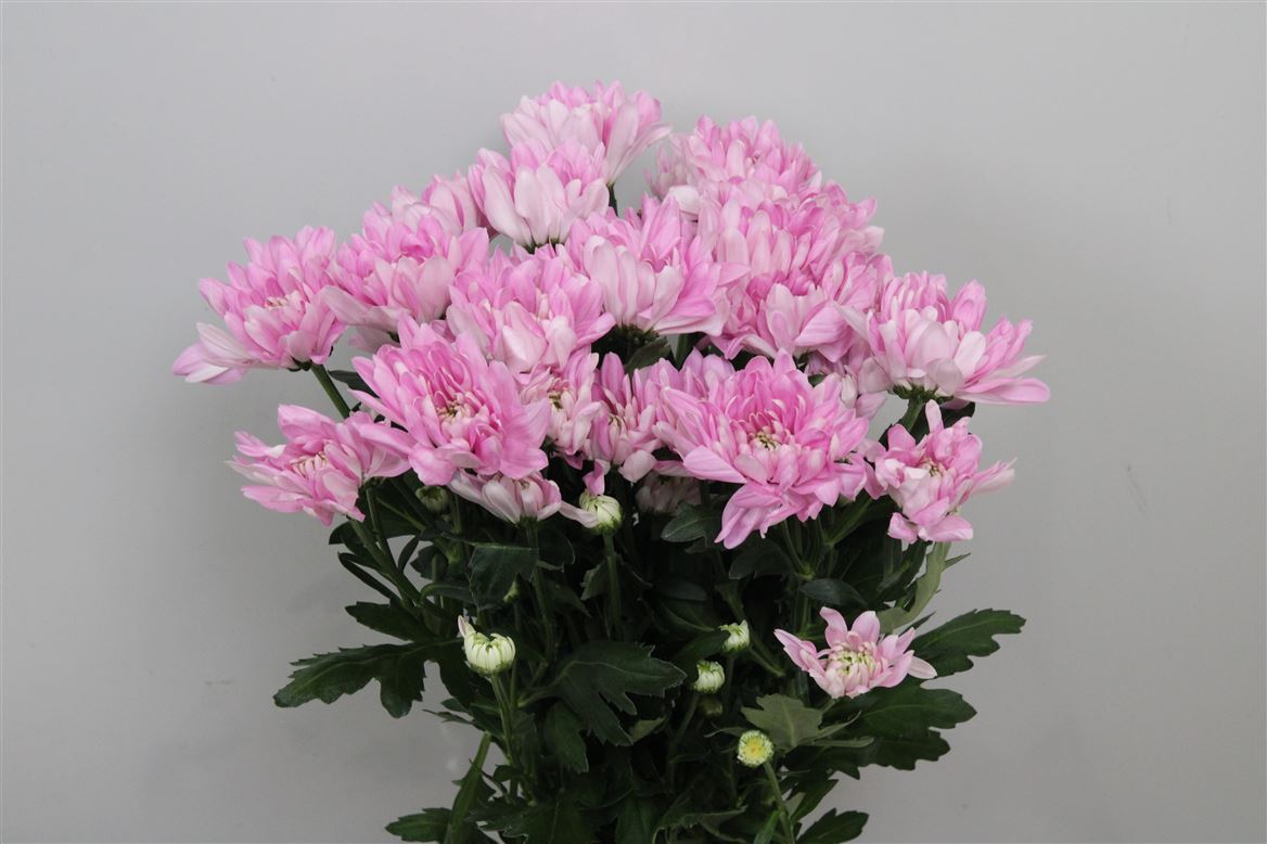 Chr T Baltica Pink 80 Gra 80gram 70cm