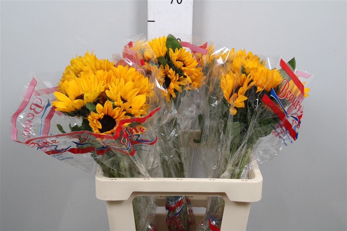 Helianthus Sunova 50cm