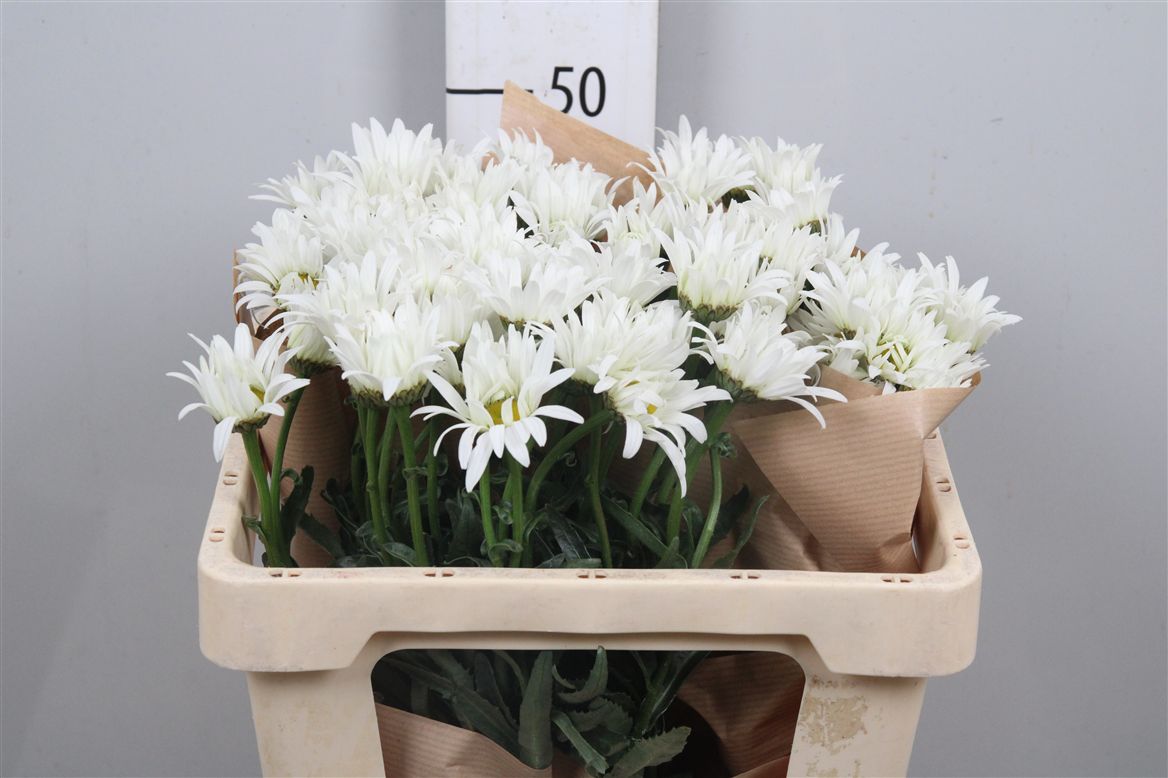 Leuc S Harmony 50cm