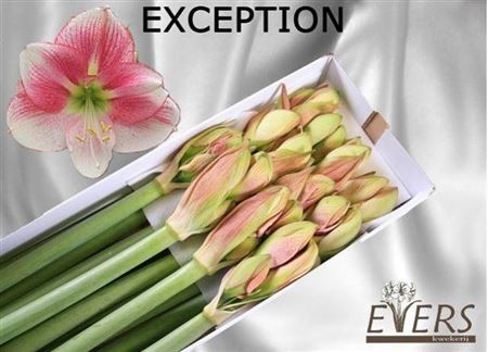 Hipp Ga Exception