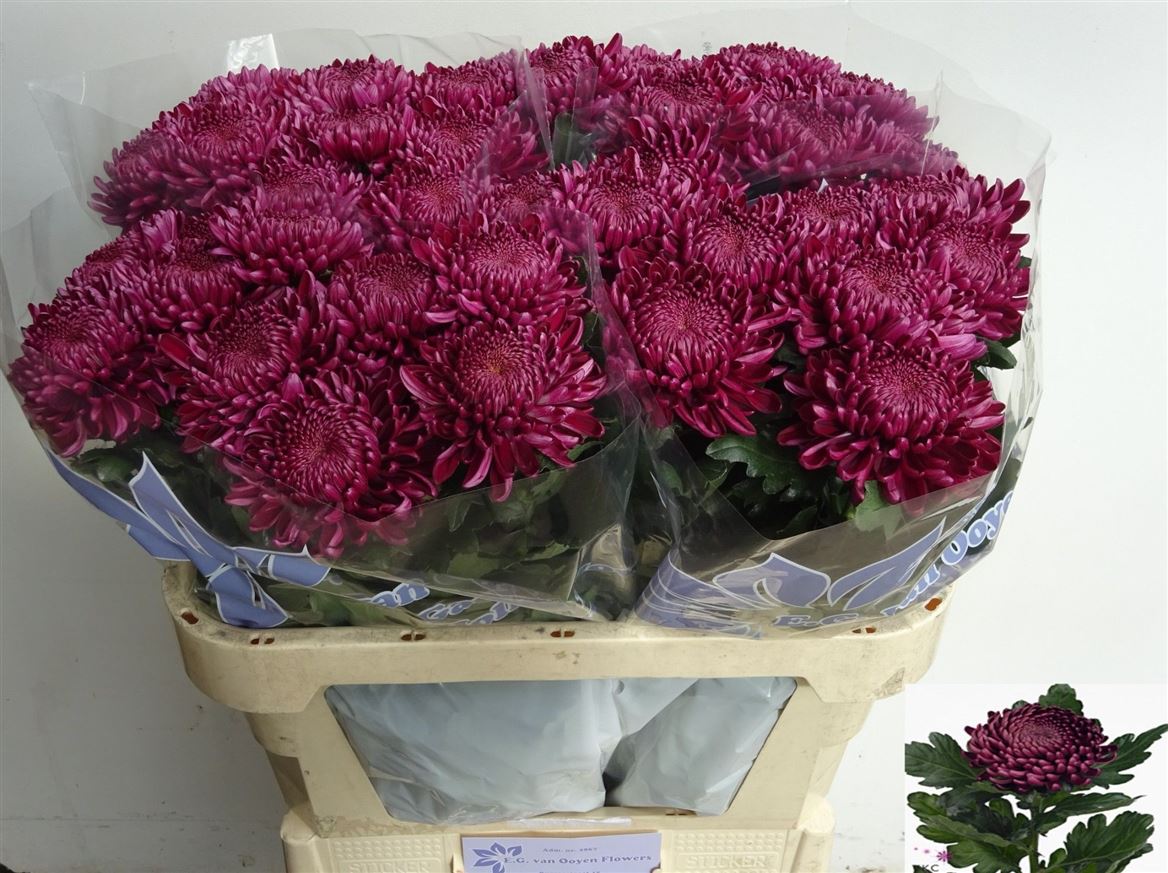 Chr G Bigoudi Purple 75 G 100gram 75cm