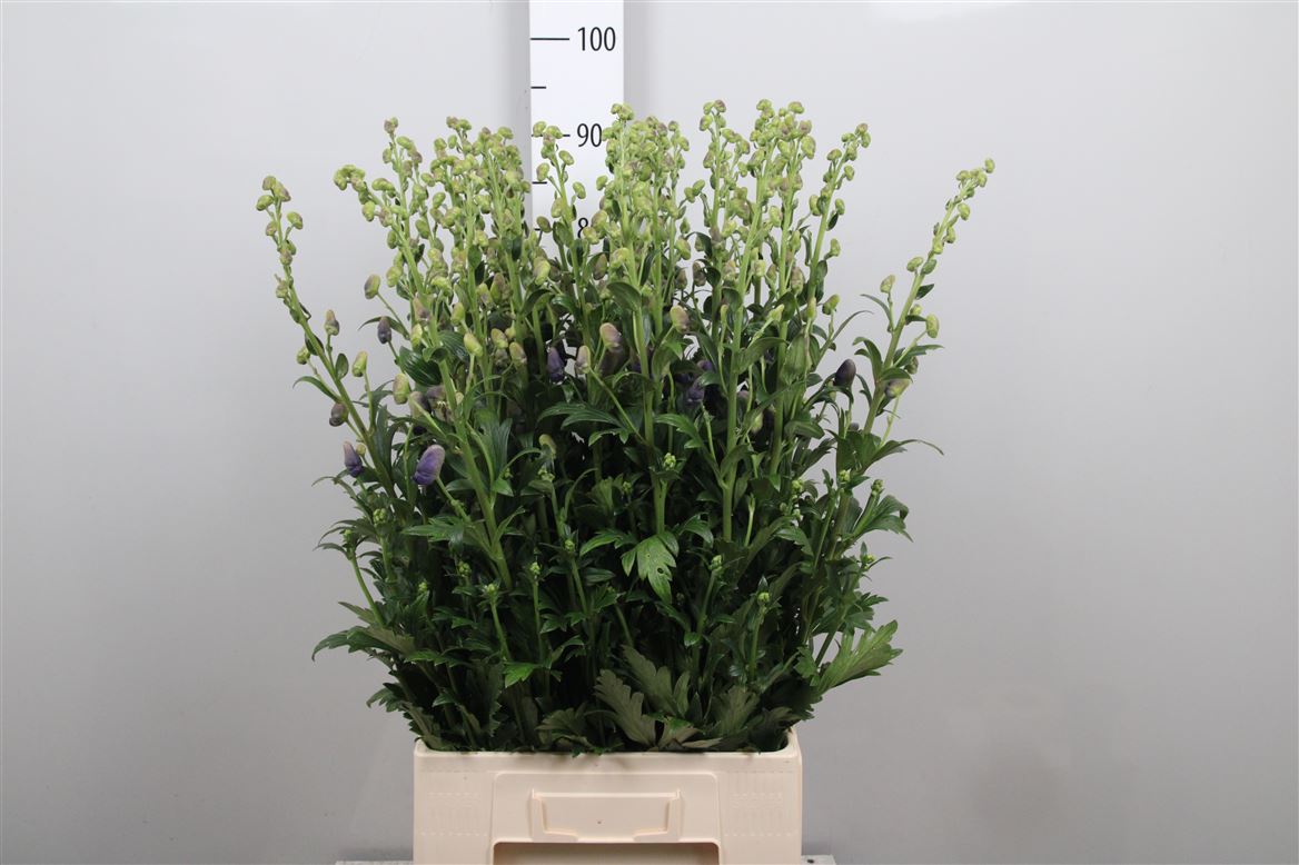 Acon Carmichaelii Ar 90cm