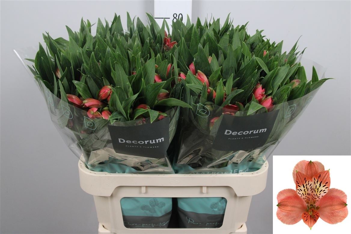Alstr Estee 75cm