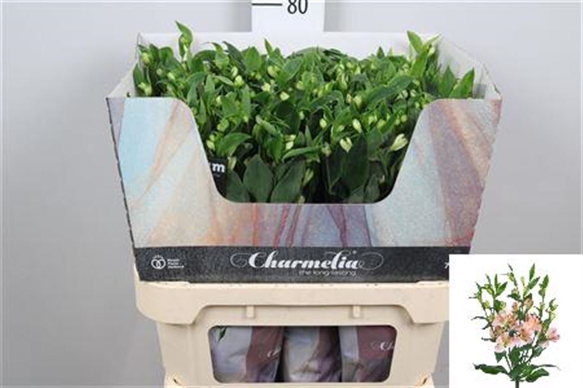 Alstr Fl Charmelia 75cm