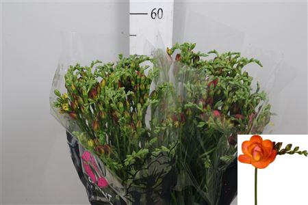 Fr Du Mandarine