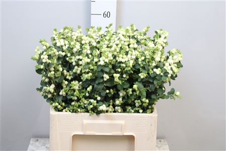 Sympho Mag Lemo Lime