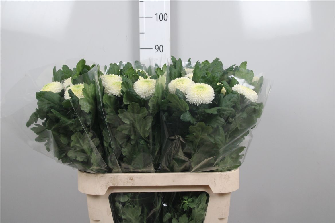 Chr G Ping Pong 70gram 80cm