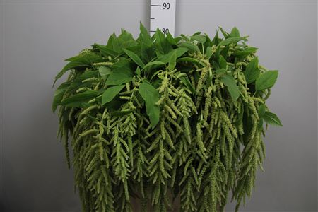 Amar Ca Viridis