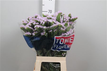 Lim S Tessa Lavender
