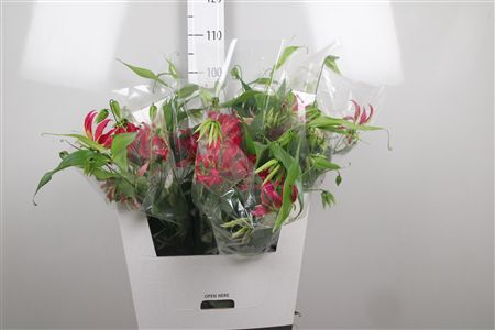 Gloriosa Rothschild
