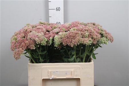 Sedum Spectabile