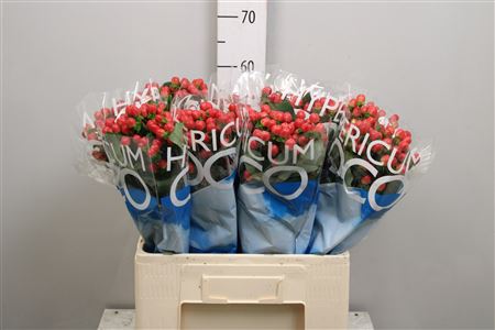 Hyp Coco Tango