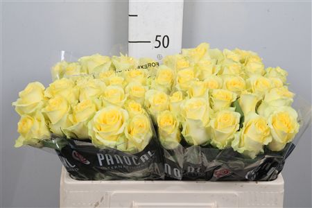 R Gr Minion Rose