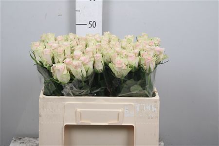 R Gr Pink Athena
