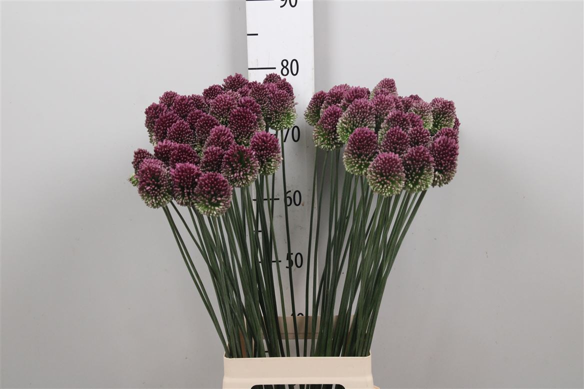 Allium Sphaerocephal 80cm 23