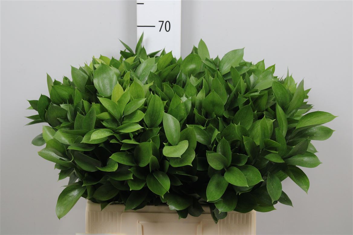 Ruscus Hypophyllum 60cm