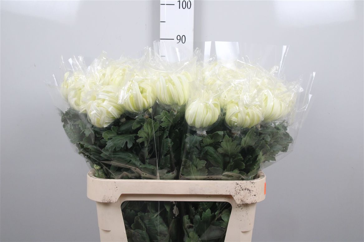 Chr G Vienna White 115 Gr 100gram 80cm