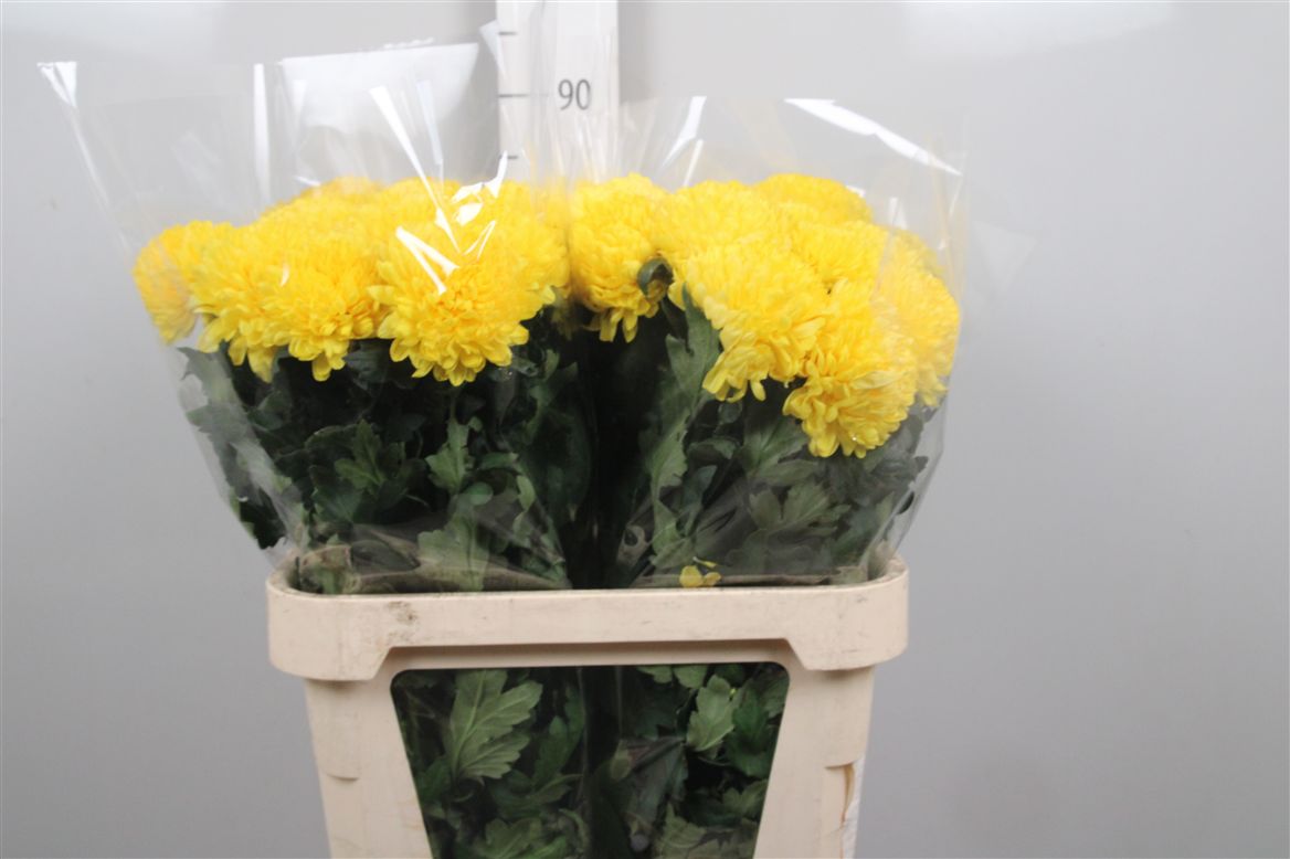 Chr G Ye Dark Yellow 80gram 90cm