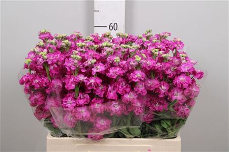 Matth Stox Deep Rose