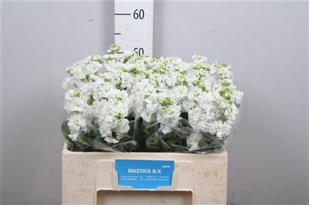 Matth Stox White