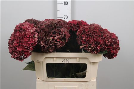 Hydr M Mag Rubyrd Cl
