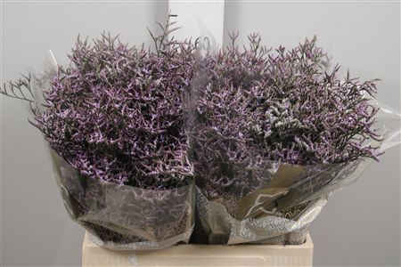 Lim Saf Lilac