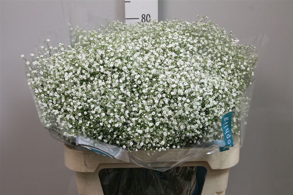 Gyps Pa Zi Discovery 30gram