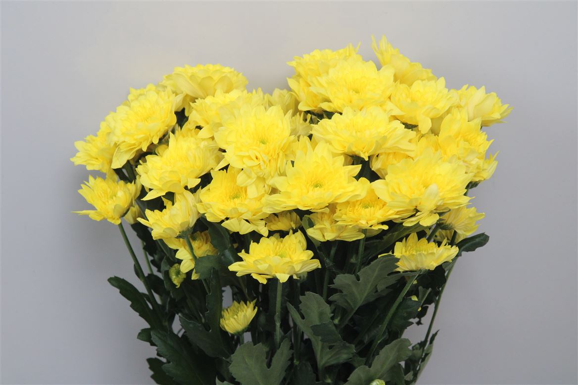 Chr T Pastela Sunny 95gram 70cm