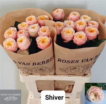 R Gr Shiver!