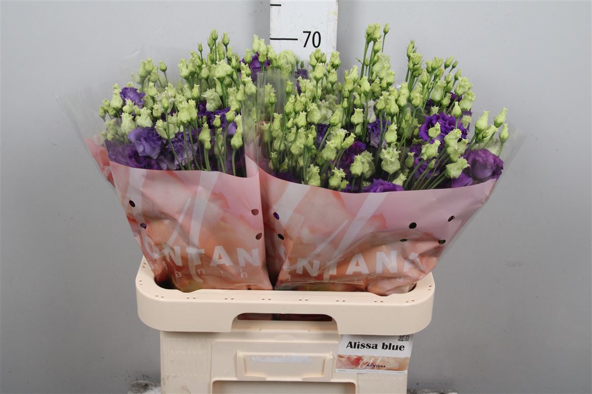Eust G Alis Blue 70cm