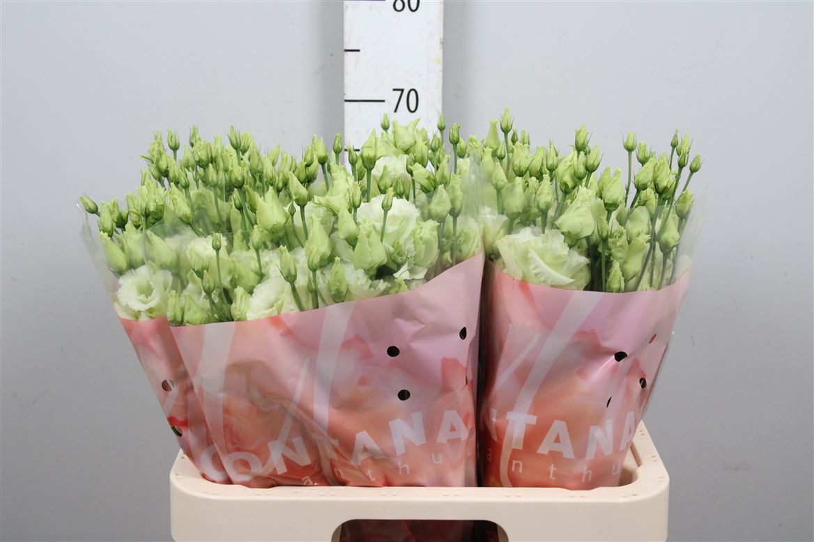 Eus G Alissa Green 70cm