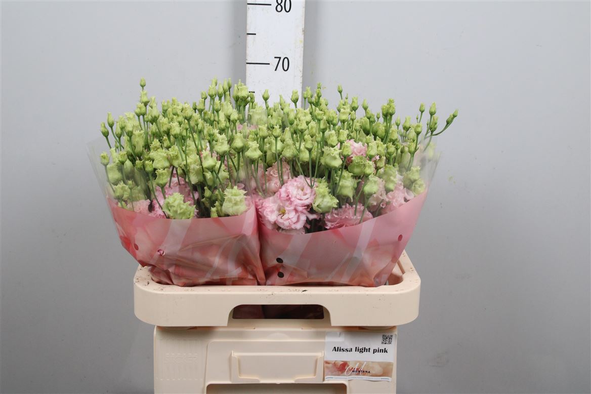 Eust G Alis Green 70cm
