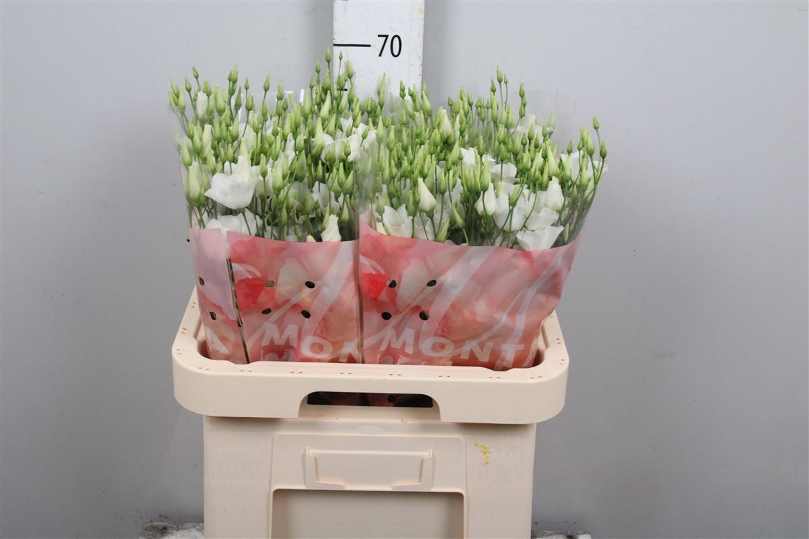 Eus E Botanic White 70cm