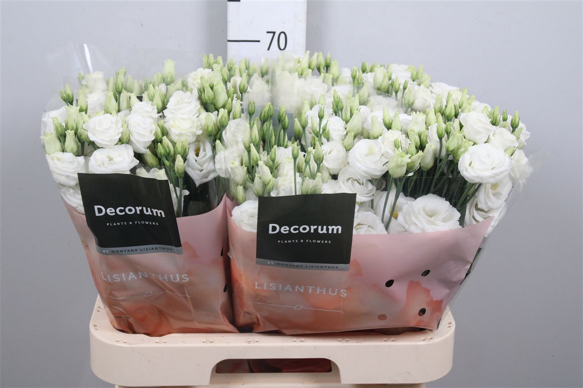 Lisianthus Double Rosita White 70cm