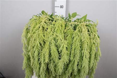 Amar Green Spider