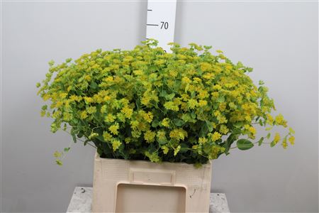 Bupleurum Rotundifol