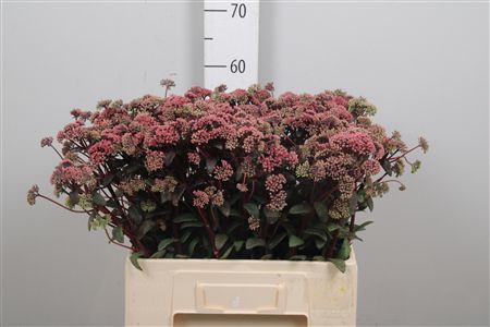 Sedum Magical Lizzy