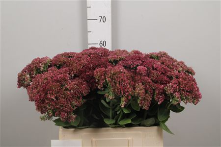 Sedum Mr Goodbud