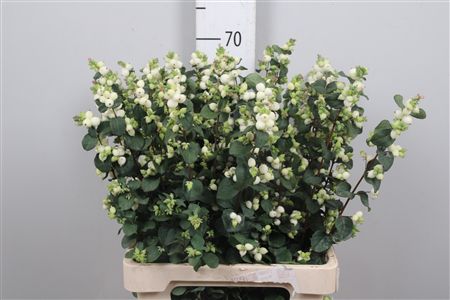 Sympho Mag Lemo Lime