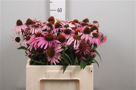 Echi Purpurea