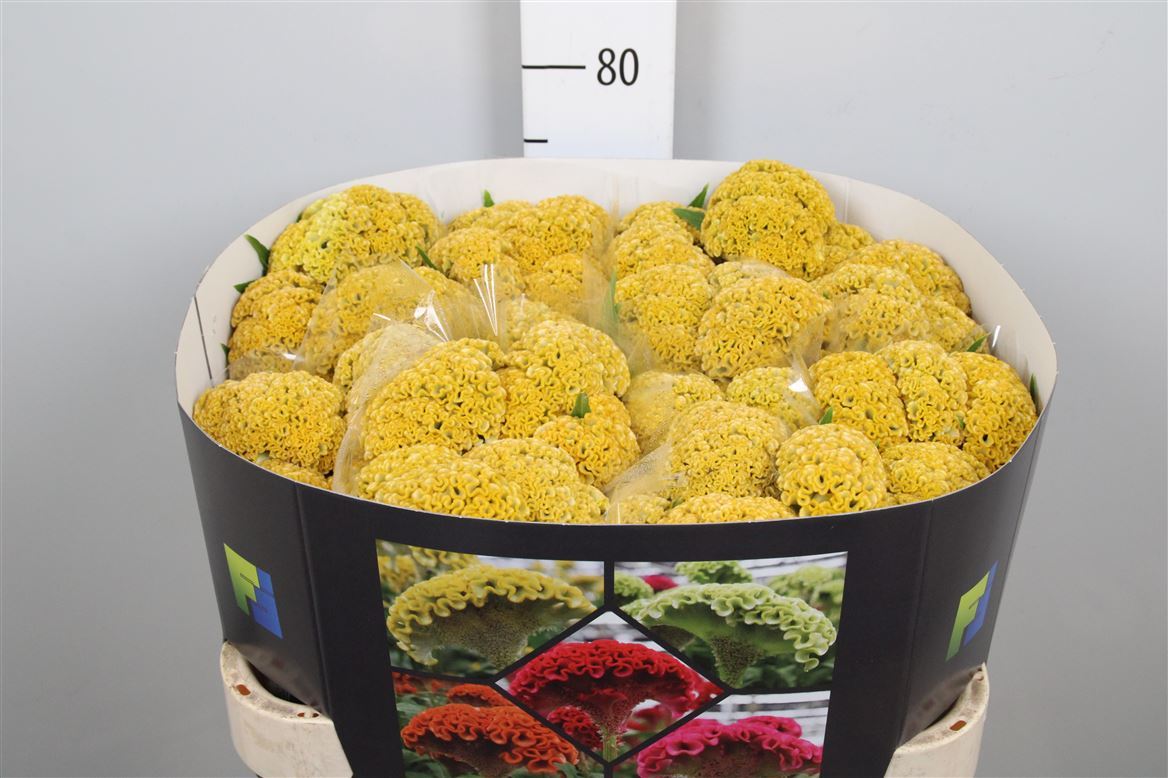 Celosia Reprise Gold 70cm