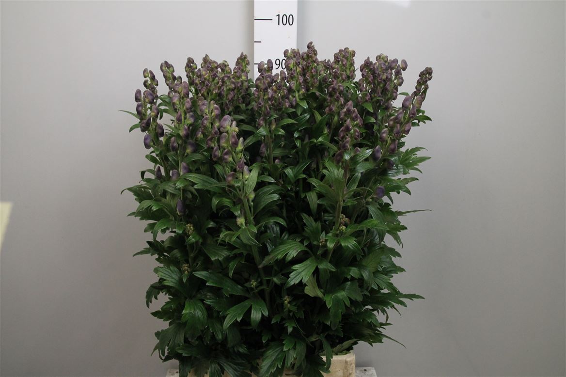 Acon Carmichaelii Ar 95cm