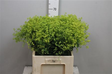 Alchem M Robustica