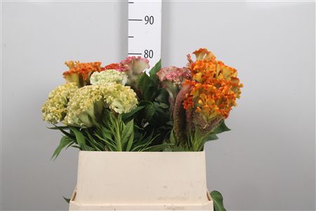 Celosia Cris Gem Bos